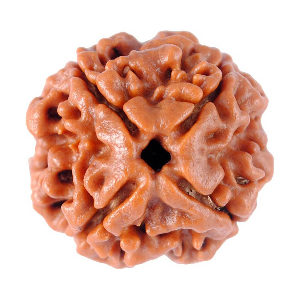 4 Mukhi Rudraksha