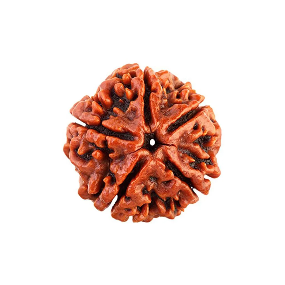 5 Mukhi Rudraksha (Five Faced Rudraksha)